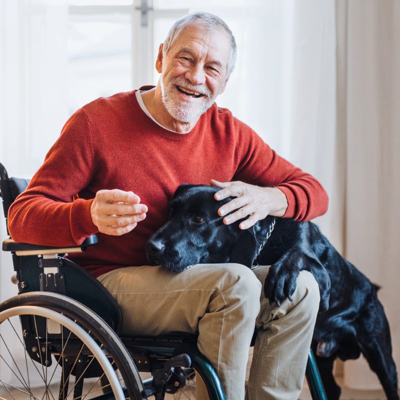 Happy older man in a red sweater sitting in a wheelchair petting a black dog
